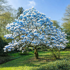 Magnolia Blue Opal - Ghiveci 3L - H 100 - 110 cm