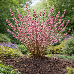 Salcie Roz - Salcie Mount Aso - Ghiveci