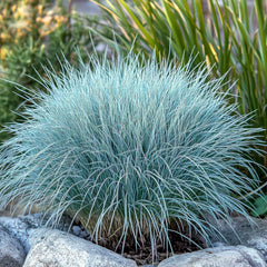 Planta decorativa - Festuca glauca 'Compacta Blue' - Ghiveci - Marime la livrare 3-40cm - Aqua Flowers