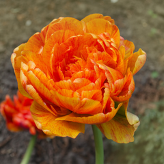 Bulbi Lalele Sunlover - Pachet 5 Bulbi - Aqua Flowers