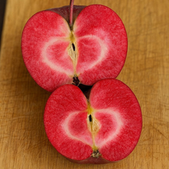 Măr Columnar Red Love – Rădăcină Ambalată Anul 3 – Aqua Flowers