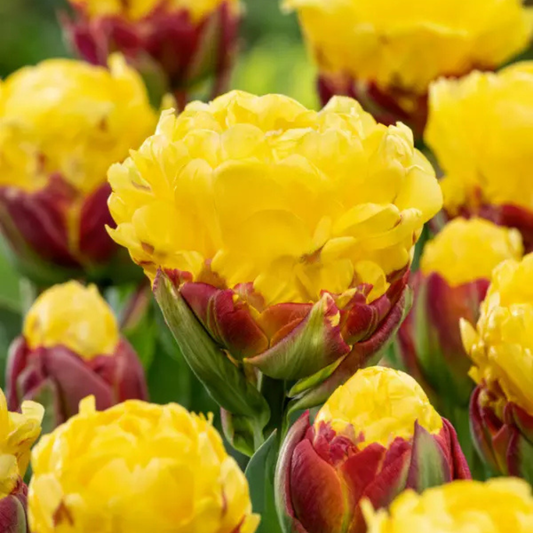 Bulbi Lalele Ice Cream Banana - Pachet 5 Bulbi - Aqua Flowers