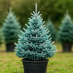 Brad Argintiu Albastru Super Blue - 110-130cm - Ghiveci - Brad de Crăciun - Veșnic Verde