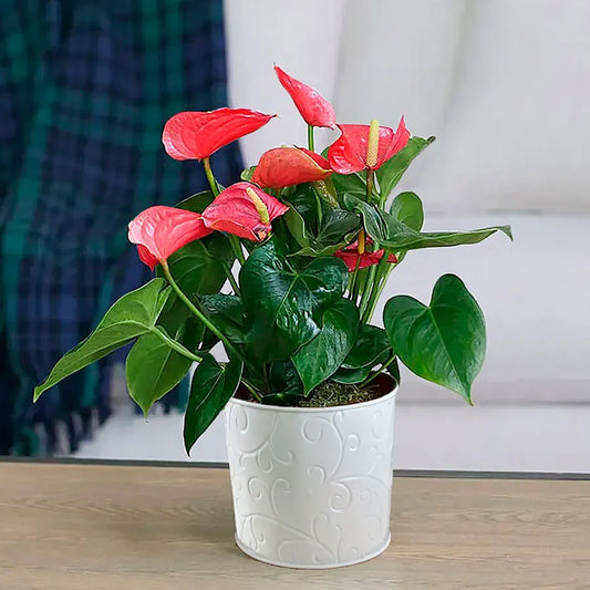 Anthurium Nevada - Ghiveci - Aqua Flowers