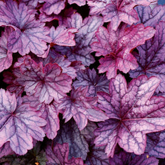 Heucera Mulberry - Ghiveci 3L - H 20-30 cm