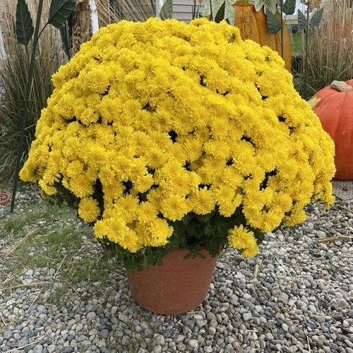 Crizanteme Galbene - Ghiveci - Aqua Flowers