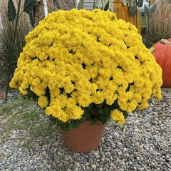 Crizanteme Galbene - Ghiveci - Aqua Flowers