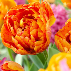 Bulbi Lalele Sunlover - Pachet 5 Bulbi - Aqua Flowers