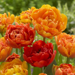 Bulbi Lalele Sunlover - Pachet 5 Bulbi - Aqua Flowers