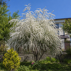 Tamarix Alb - Cătină alba - Ghiveci -H 80 - 100 cm