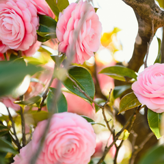 Camelia Japonica Roz - Double Pink - Ghiveci 2L 50 - 60 cm