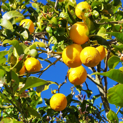 Lamai Trifoliat - Rezistent la -20 grade - Poncirus Trifoliata - Ghiveci 5L - Aqua Flowers