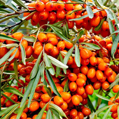Catina HIPPOPHAE RHAMNOIDES-GHIVECI 2L