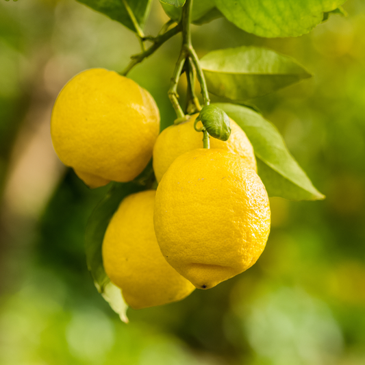 Lamai Trifoliat - Rezistent la -20 grade - Poncirus Trifoliata - Ghiveci 5L - Aqua Flowers