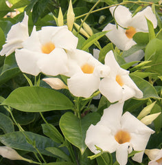 Dipladenia Alba - Ghiveci - 25 - 30 cm