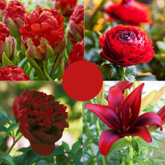 Pachet Primăvară Roșie