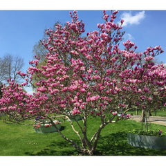 Magnolia - Susan - Ghiveci P9 - H 30 - 40 cm