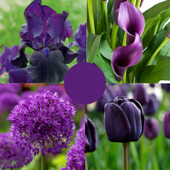 Pachet Primăvară Violet