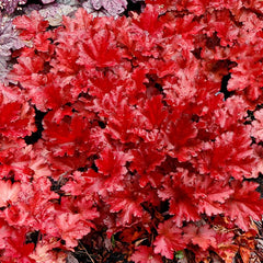 Heucera Forever Red - Ghiveci 3L - H 20-30 cm
