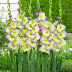 Bulbi Gladiole - Bicolore Moonlight Shadow - Pachet 3 Bulbi