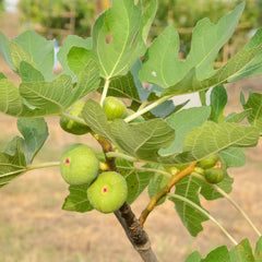 Smochin White Adriatic Pe Rod - Anul 3 - Rădăcină ambalată