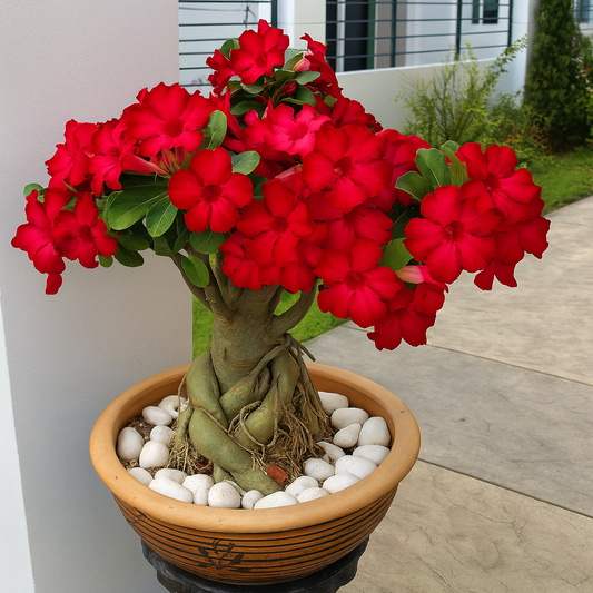 Adenium Anouk Red (Trandafirul Deșertului) - Ghiveci - Aqua Flowers