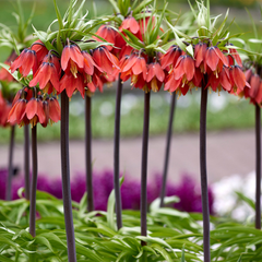 Bulbi Fritillaria - Rubra Red - 1 bulb