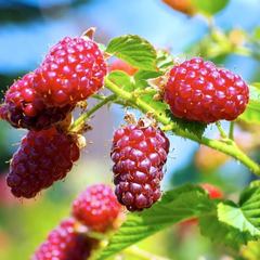 Zmeur-Mur Tayberry - Rădăcină Ambalată pe Rod - Fara Spini