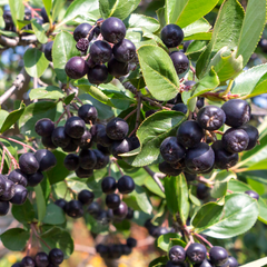 Aronia Pomisor – Rădăcină Ambalată - Anul 3