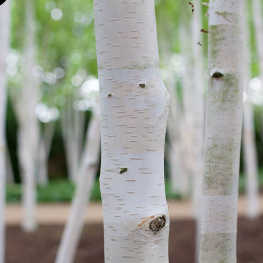 Mesteacan Alb Pur Doorenbos (Betula Utilis) - Ghiveci 5L - înălțime la livrare- 1m -1m30 cm