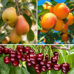 Pachet Promo 3 Pomi Fructiferi - Cires Staccato, Par Untoasa de Hardy, Cais Sulmona - Radacina Ambalata