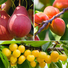 Pachet Promo 3 Pomi Fructiferi - Cais Prunus Armeniaca, Cires Galben, Par Williams Rosu - Radacina Ambalata