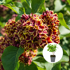 Liliac Syringa – bicolor galben cu roșu - Ghiveci P9