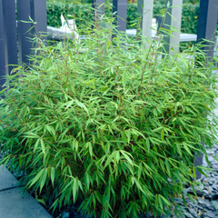 Bambus Fargesia Rufa - Ghiveci - Aqua Flowers