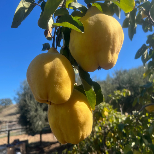 Gutui Cydonia - Anul 2, Radacina Ambalata - Pom Fructifer Rezistent, cu Fructe Aromate - Aqua Flowers