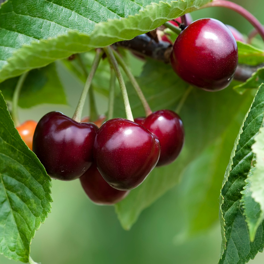 Cires Germersdorf - Radacina Ambalata, Anul 2 - Soi Dulce si Productiv - Aqua Flowers