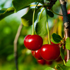 Visin Meteor - Anul 3 - Radacina Ambalata - Aqua Flowers