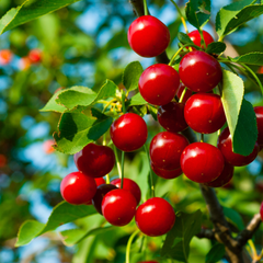 Visin Meteor - Anul 3 - Radacina Ambalata - Aqua Flowers