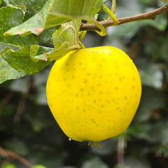 Mar Golden Delicious - Radacina Ambalata - Aqua Flowers
