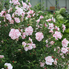 Hibiscus Syriacus Pink Chiffon - Ghiveci 3L