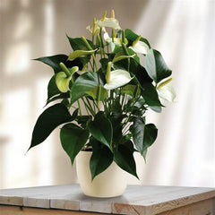 Anthurium An Alpine - Ghiveci - Aqua Flowers