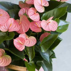 Anthurium Sweet Pink - Ghiveci - Aqua Flowers