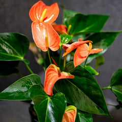 Anthurium Adios Orange - Ghiveci - Aqua Flowers