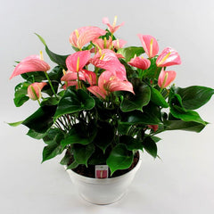 Anthurium Sweet Pink - Ghiveci - Aqua Flowers