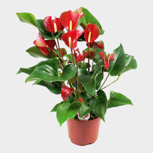 Anthurium Nevada - Ghiveci - Aqua Flowers