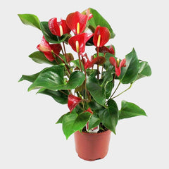 Anthurium Nevada - Ghiveci - Aqua Flowers