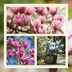 Pachet Promo Magnolia – 3 buc / pachet (Blue Opal, Genie, Soulengeana) H 30 - 40 cm