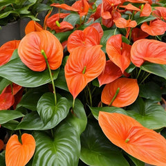 Anthurium Adios Orange - Ghiveci - Aqua Flowers