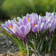 Branduse - Crocus - - Pickwick Pachet 5 Bulbi