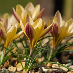 Branduse - Crocus - Bronze – Pachet 5 Bulbi